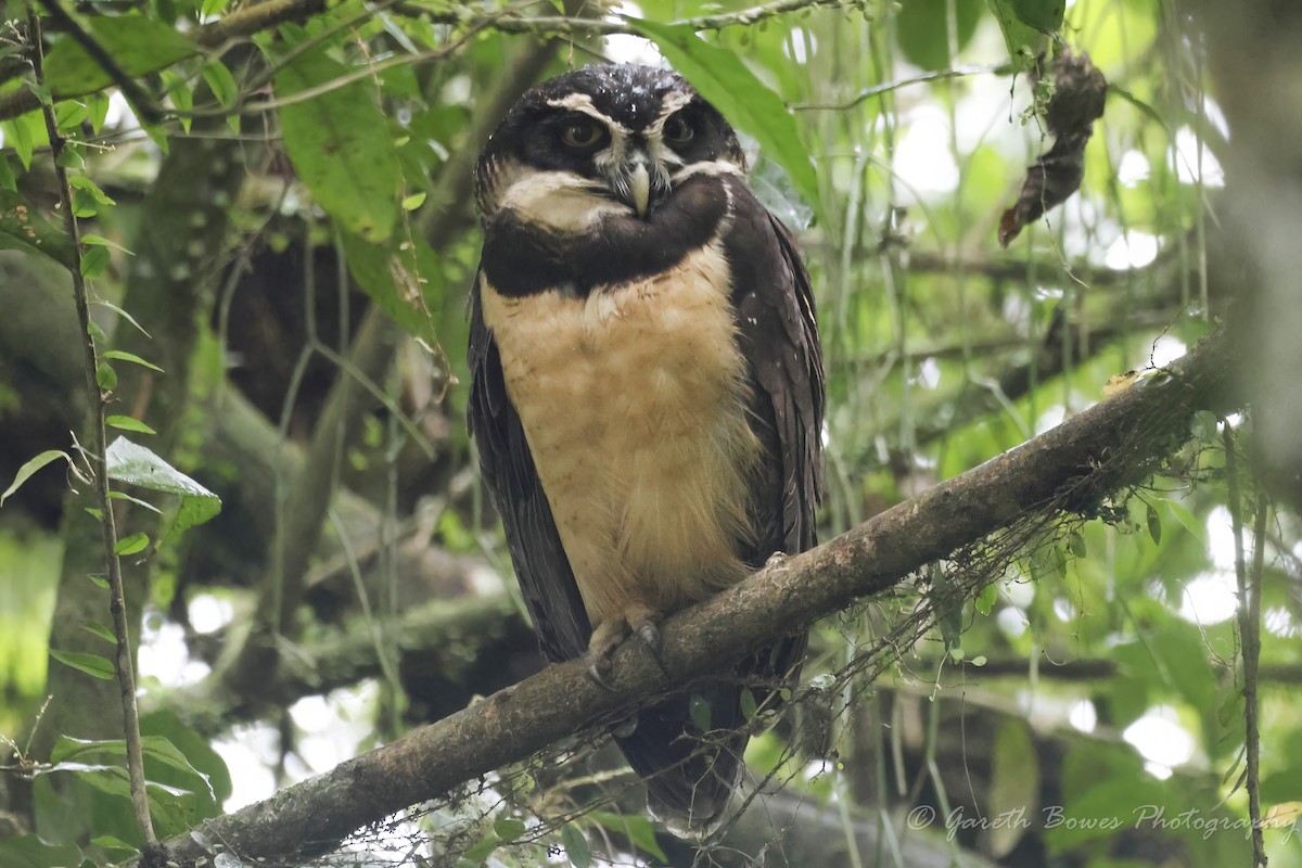Spectacled Owl - Gareth Bowes