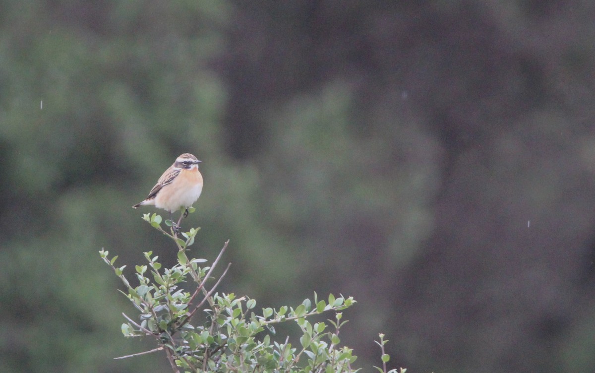Whinchat - ML618200162