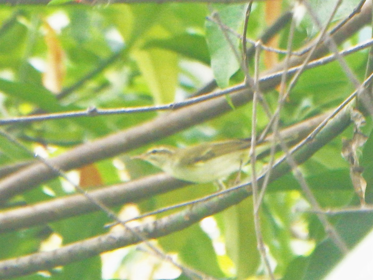 Eastern Crowned Warbler - ML618200172