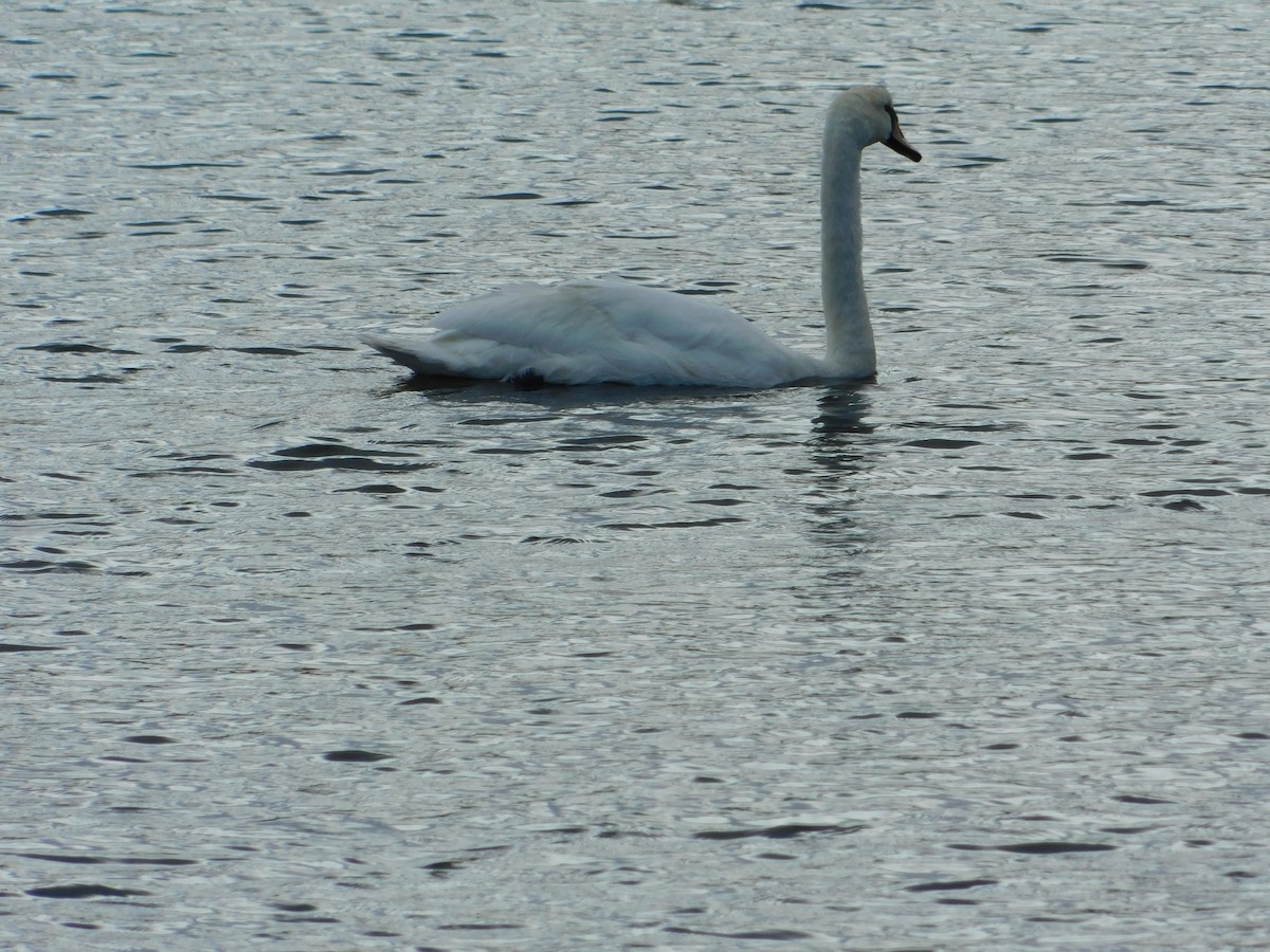 Mute Swan - ML618200180