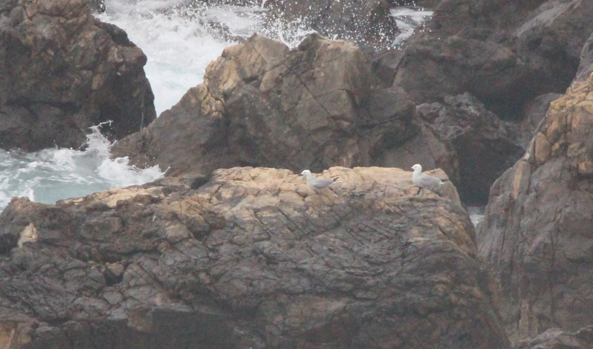 Одуэнова чайка - ML618200191