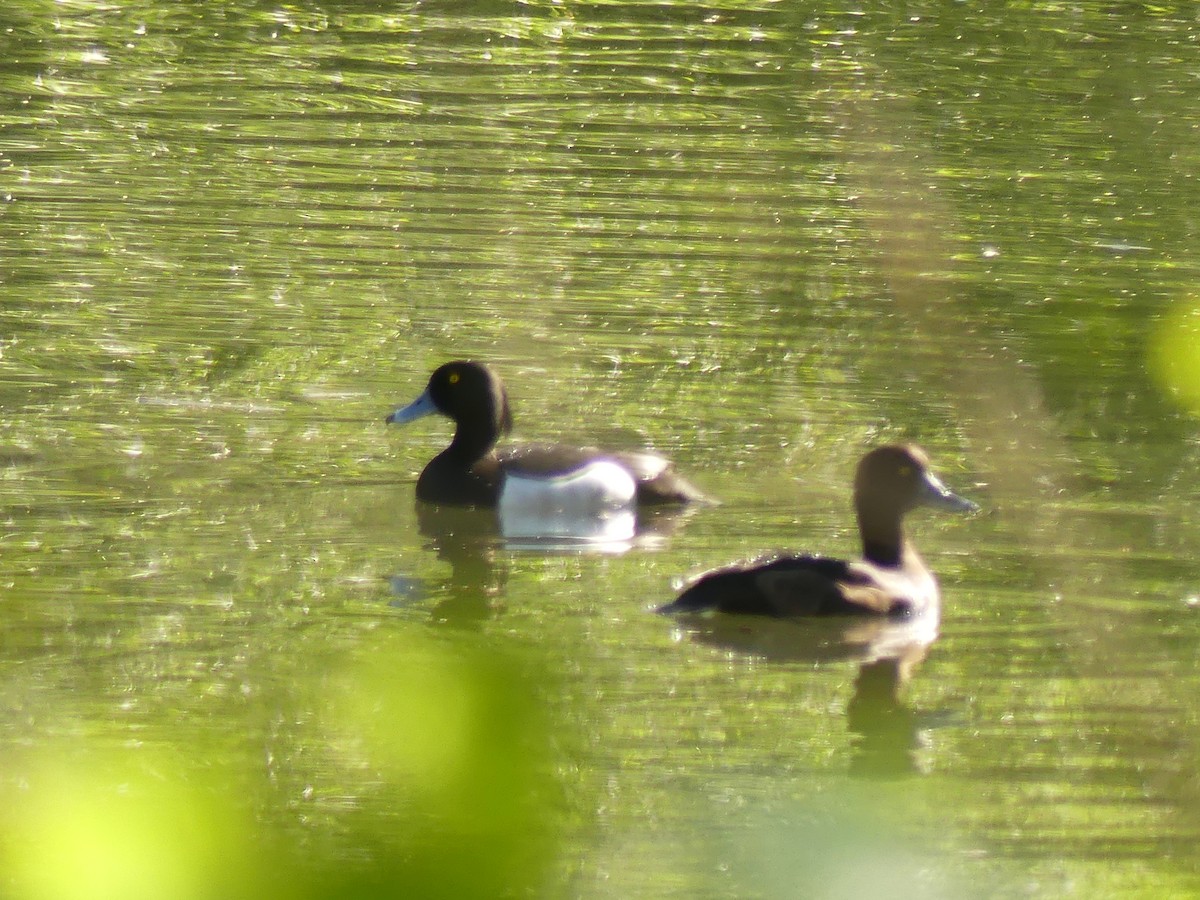 Tufted Duck - ML618200212