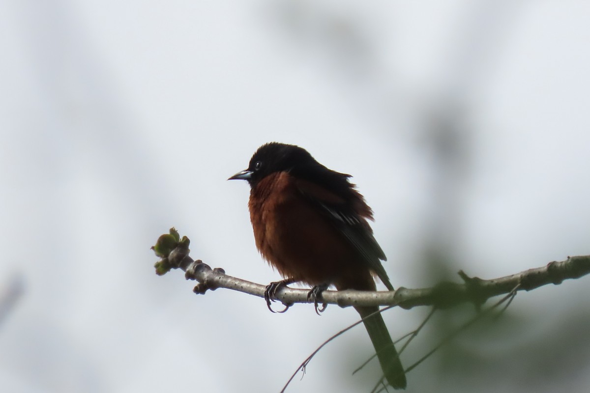 Orchard Oriole - ML618200225