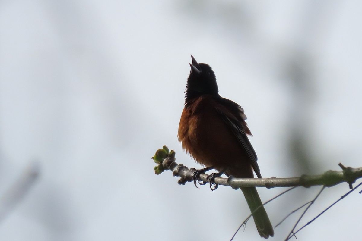 Orchard Oriole - ML618200226