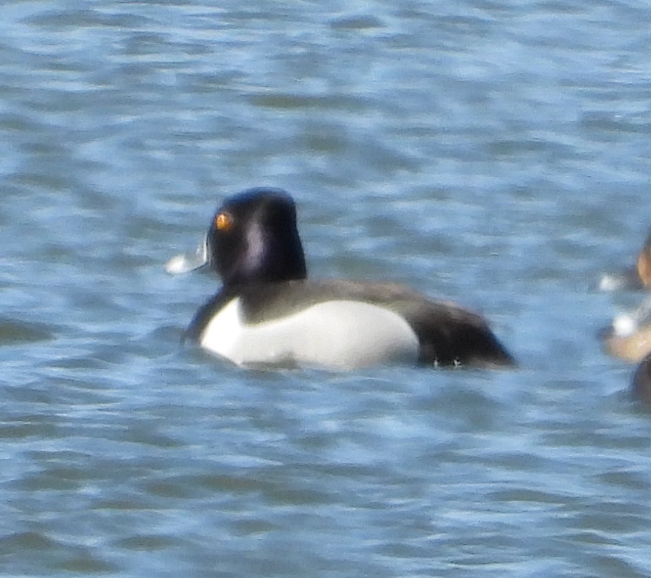 Ring-necked Duck - ML618200227