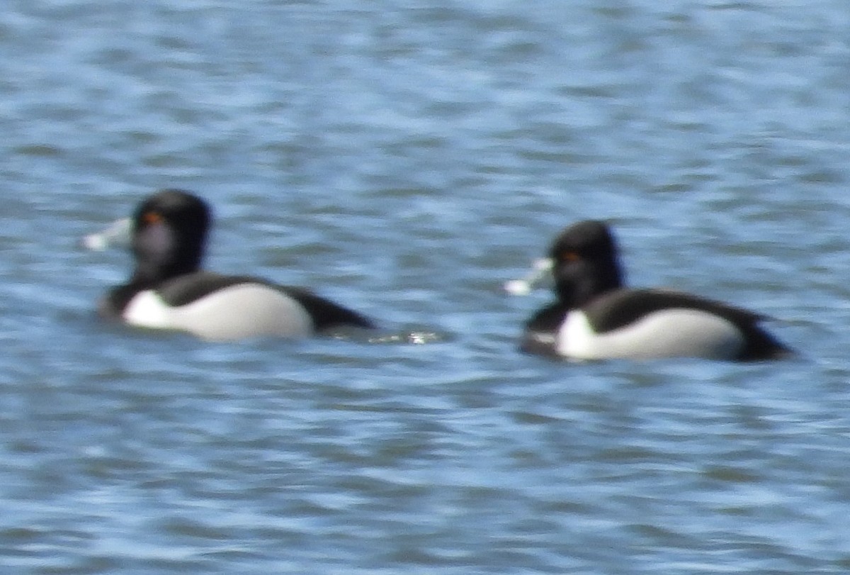 Ring-necked Duck - ML618200228