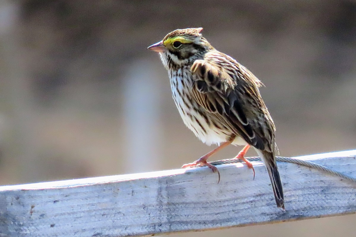 Savannah Sparrow - ML618200232