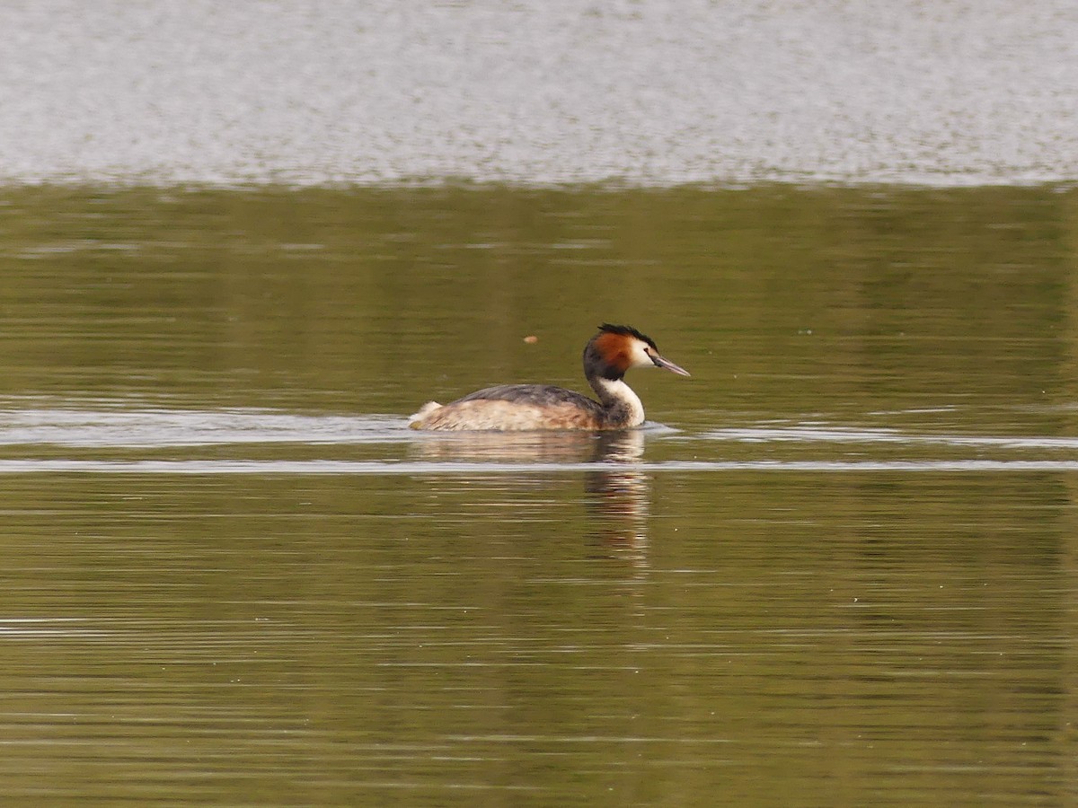 Great Crested Grebe - Duncan Wiseman