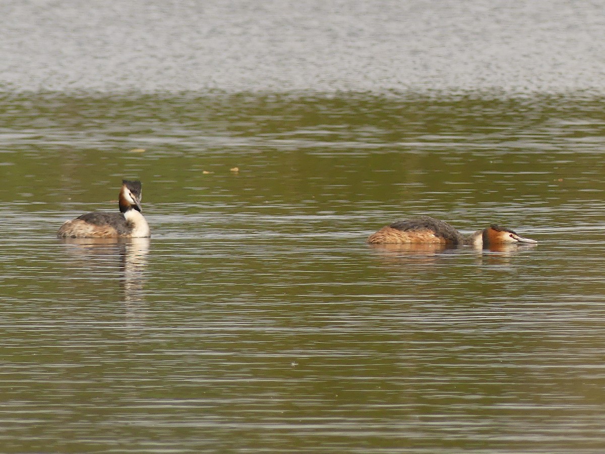 Great Crested Grebe - ML618200252