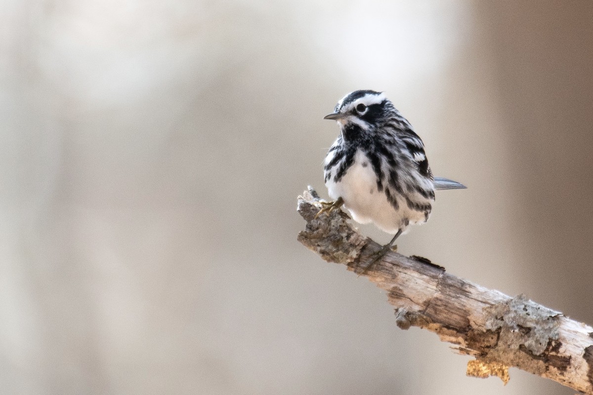 Black-and-white Warbler - ML618200254