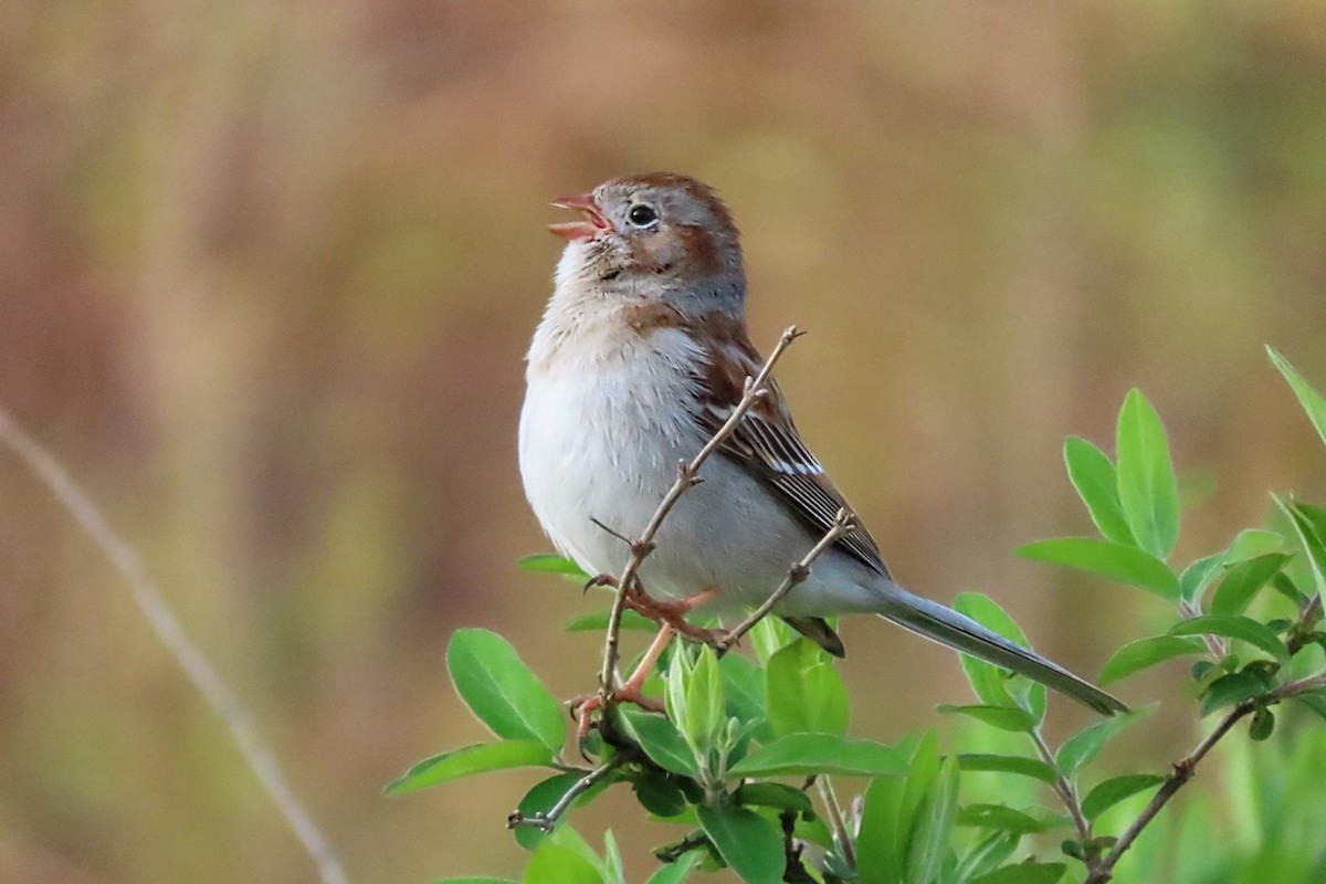 Field Sparrow - ML618200307