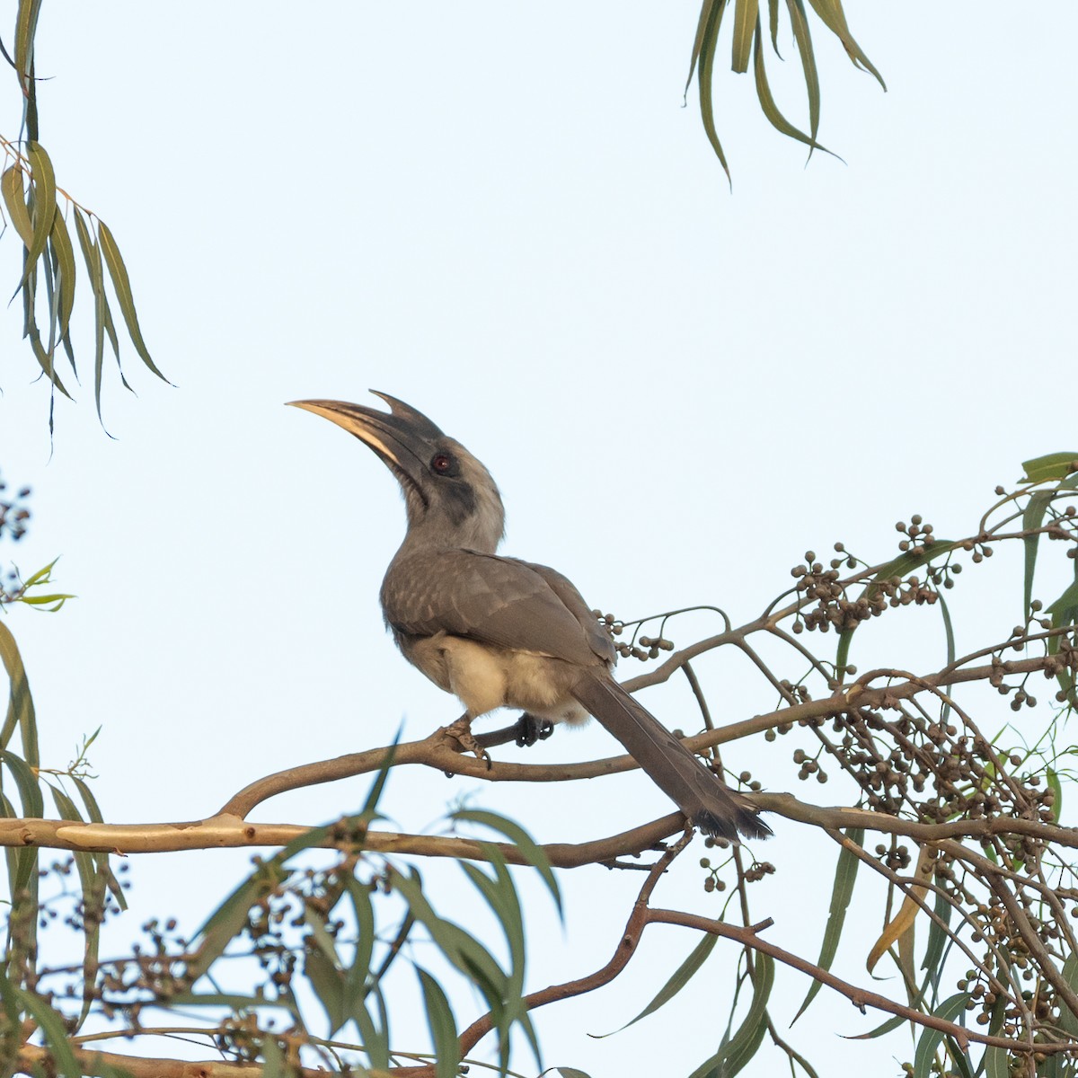 Indian Gray Hornbill - Kashif A