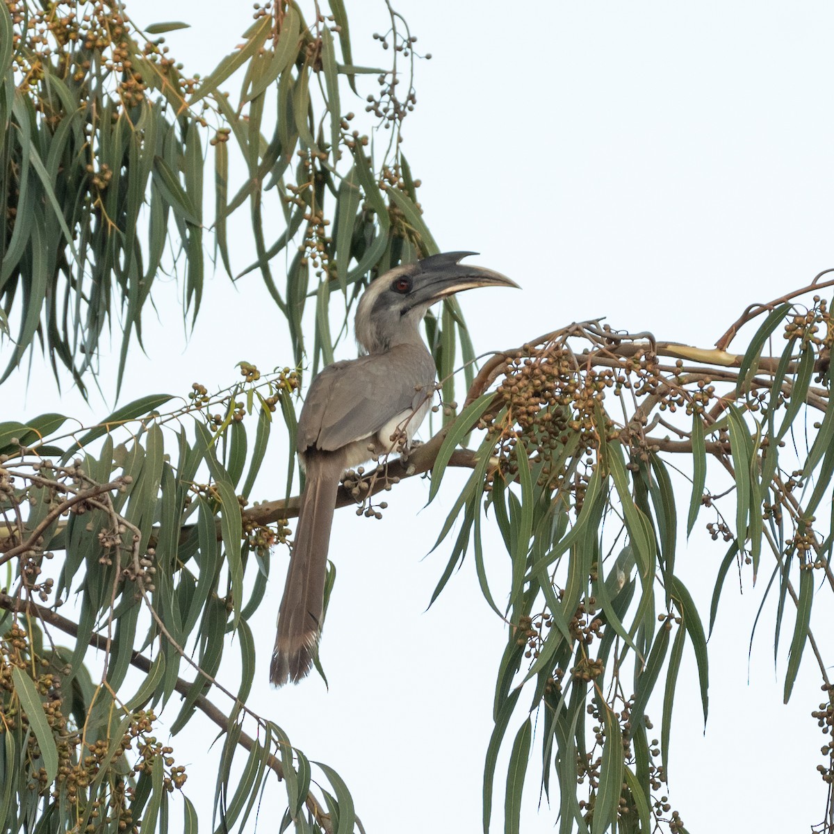 Indian Gray Hornbill - ML618200318