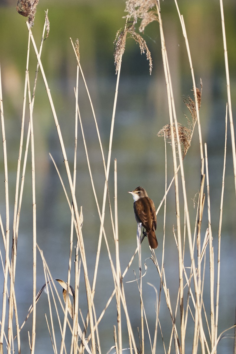 Great Reed Warbler - ML618200319