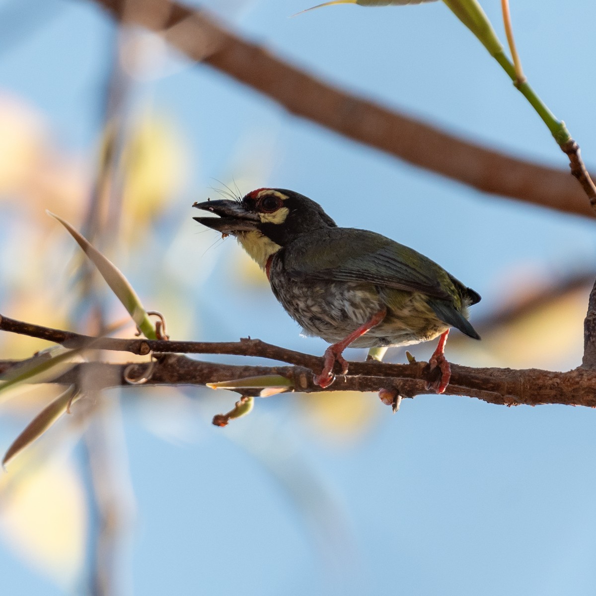 Coppersmith Barbet - Kashif A