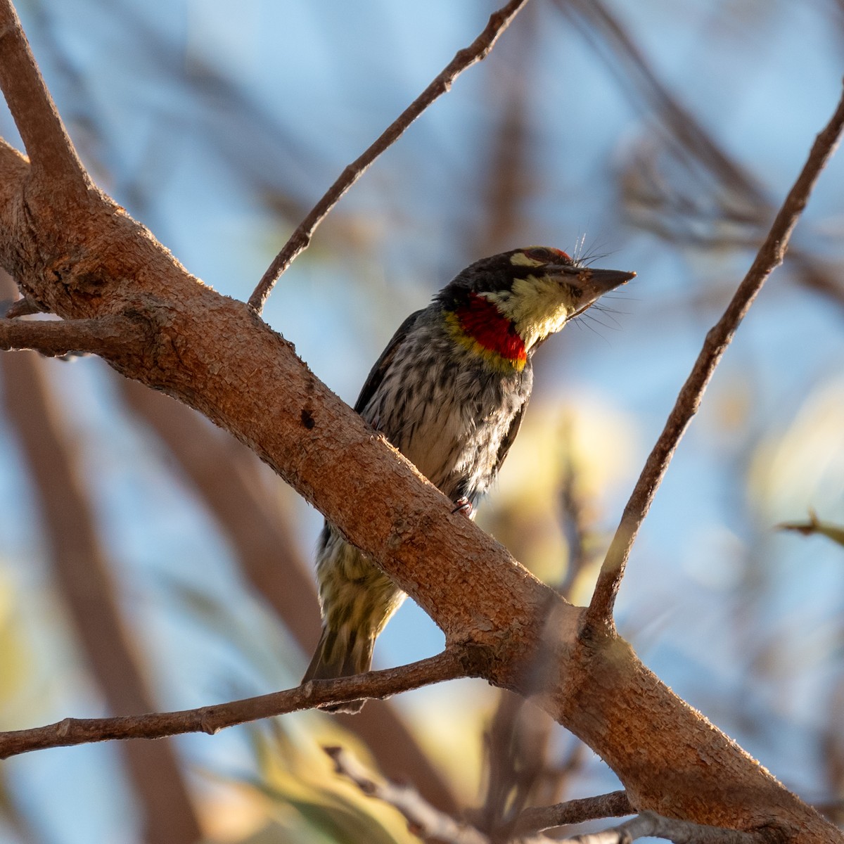 Coppersmith Barbet - Kashif A