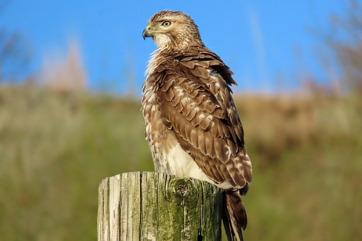 Red-tailed Hawk - ML618200339