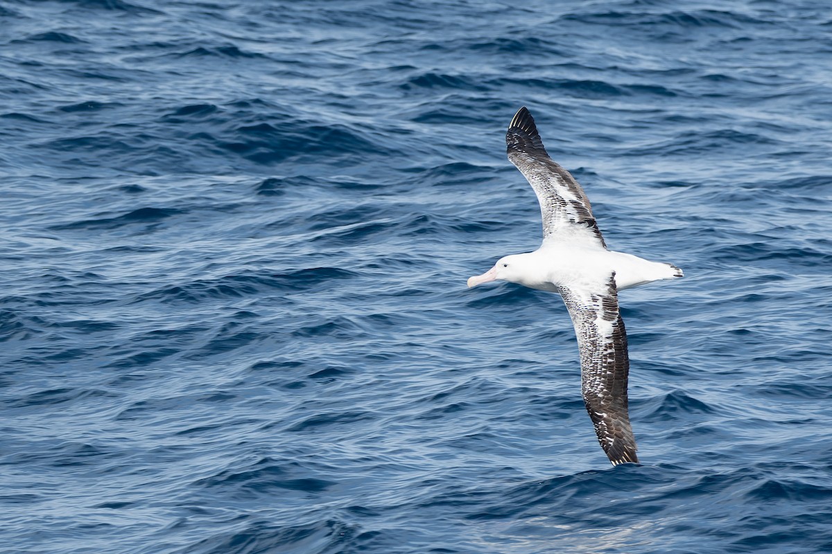 Snowy Albatross - ML618200374