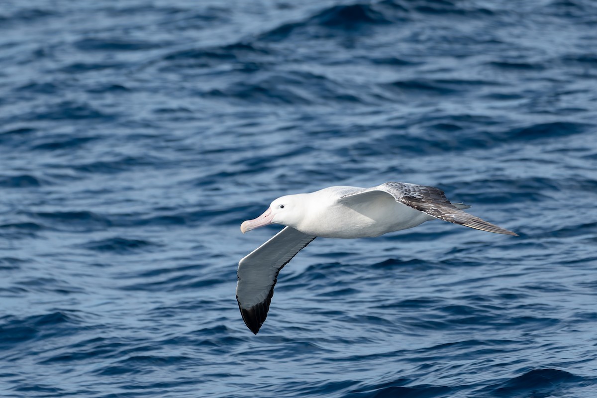 Antipodean Albatross (gibsoni) - ML618200375