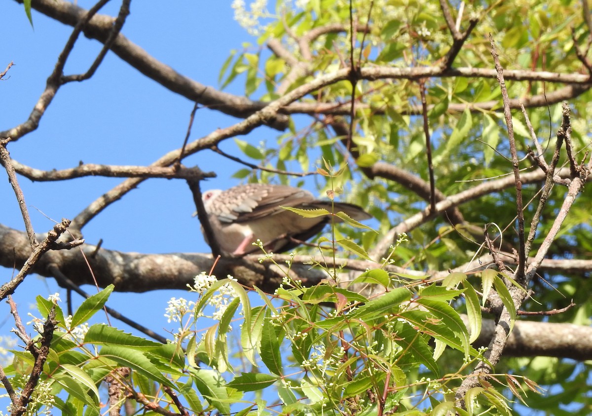 Spotted Dove - ML618200402