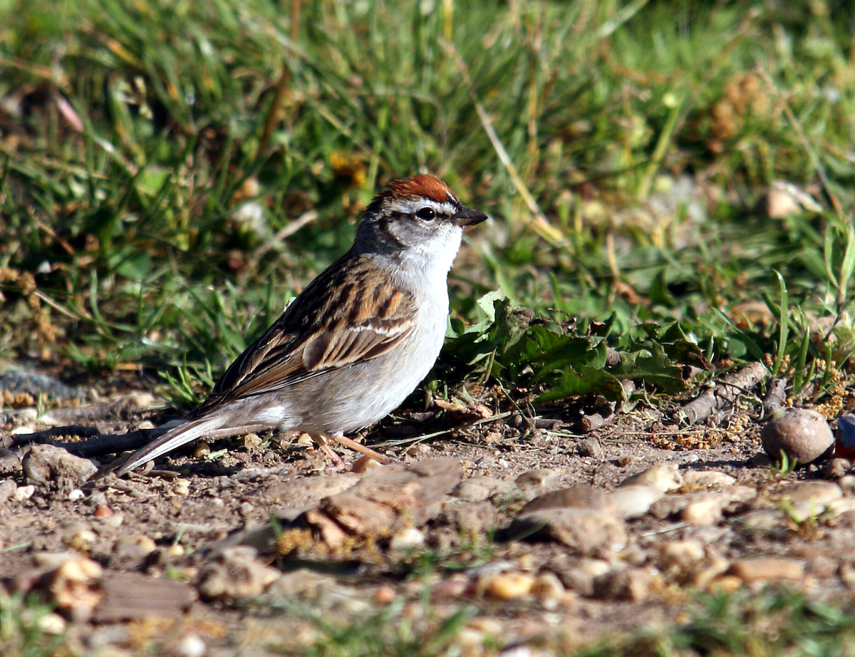 Chipping Sparrow - Edgar E Alegre