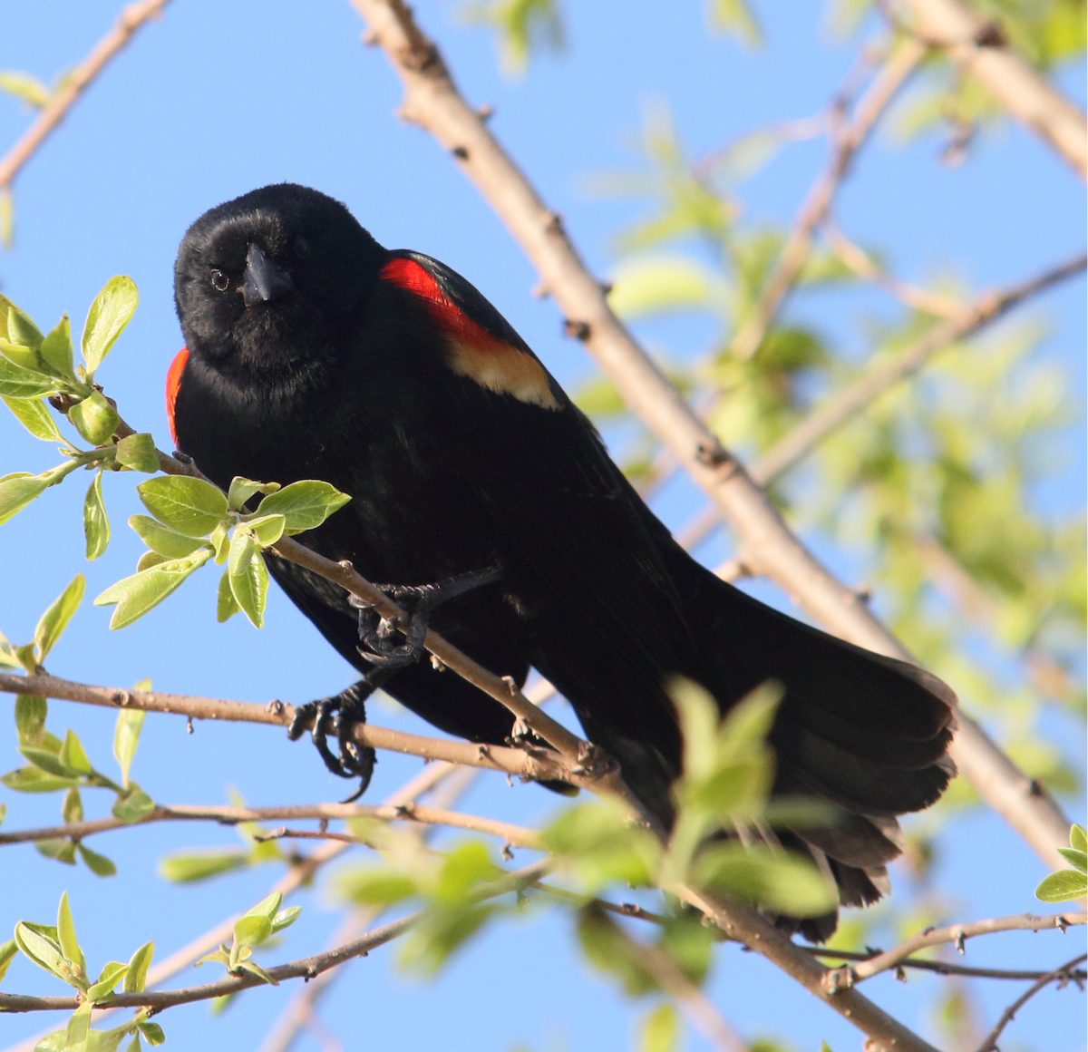 Red-winged Blackbird - Edgar E Alegre