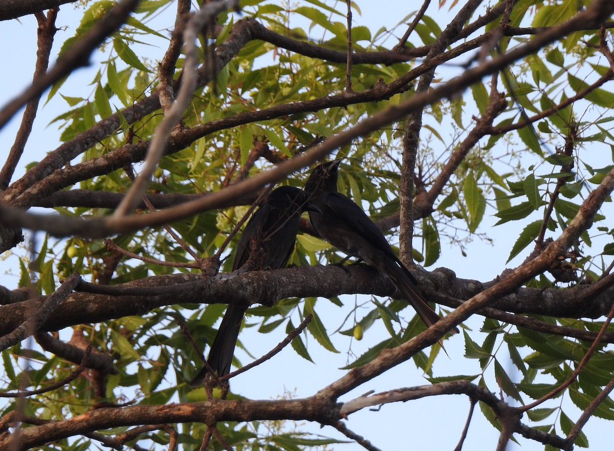 White-bellied Drongo - Mehroon Wahab