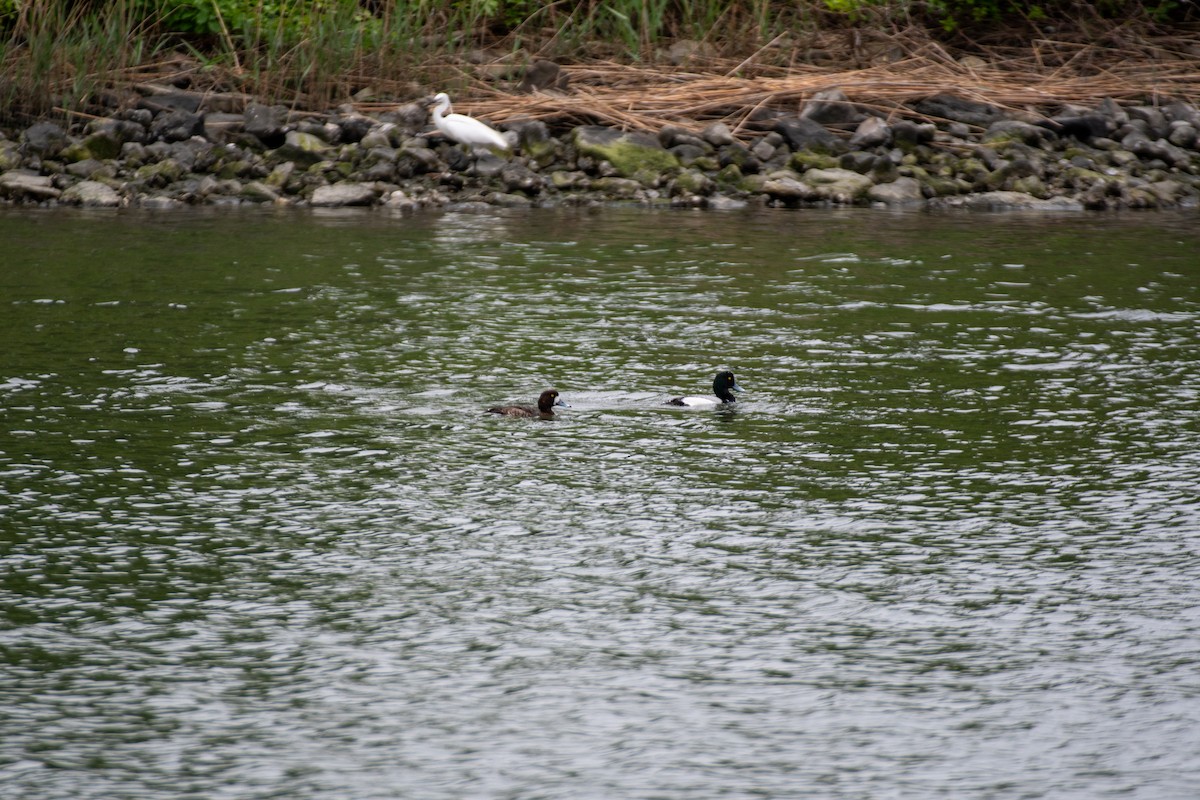 Greater Scaup - ML618200430
