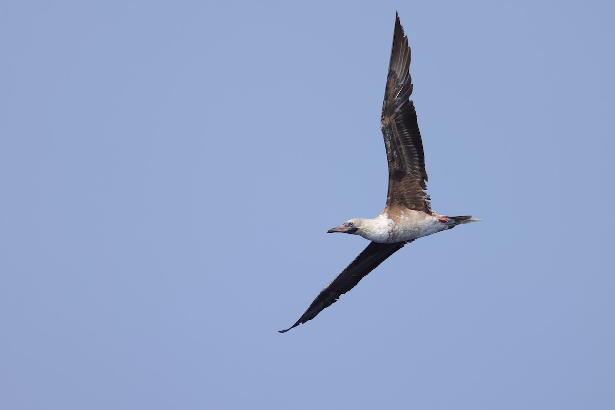 Red-footed Booby - ML618200453