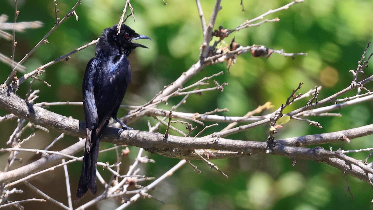 Fork-tailed Drongo - ML618200457