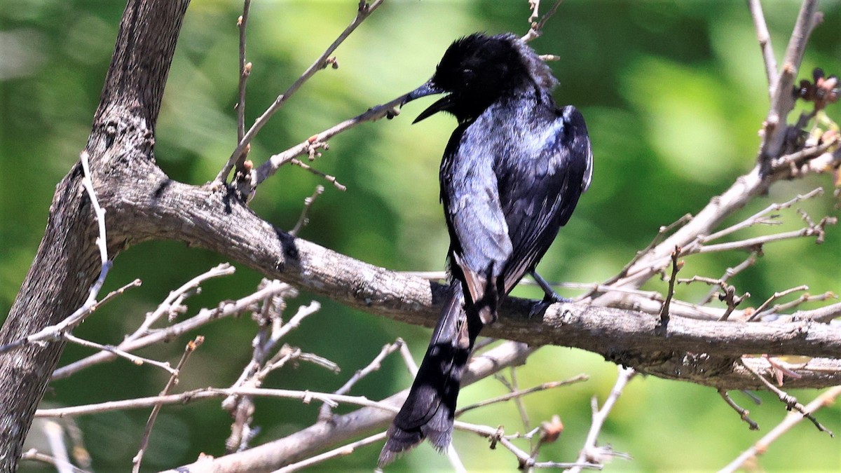Fork-tailed Drongo - ML618200464