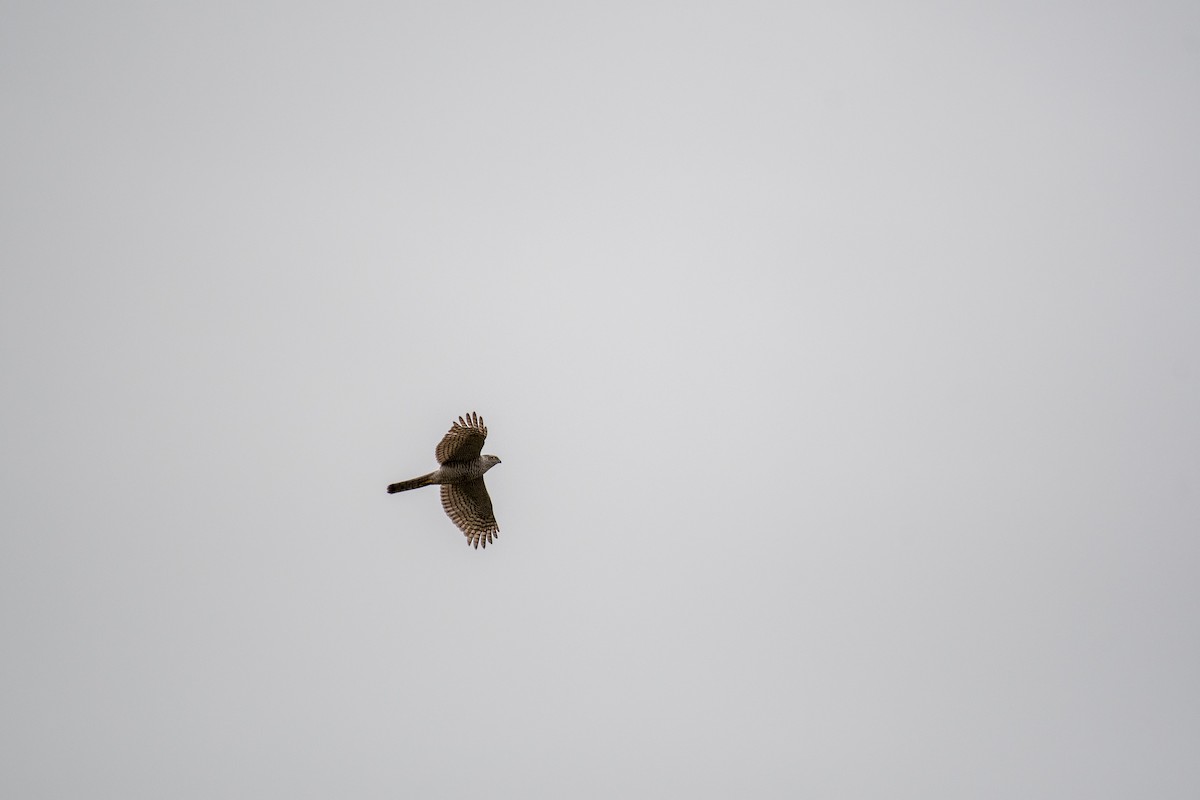 Eurasian Sparrowhawk - Alexandre Schifano
