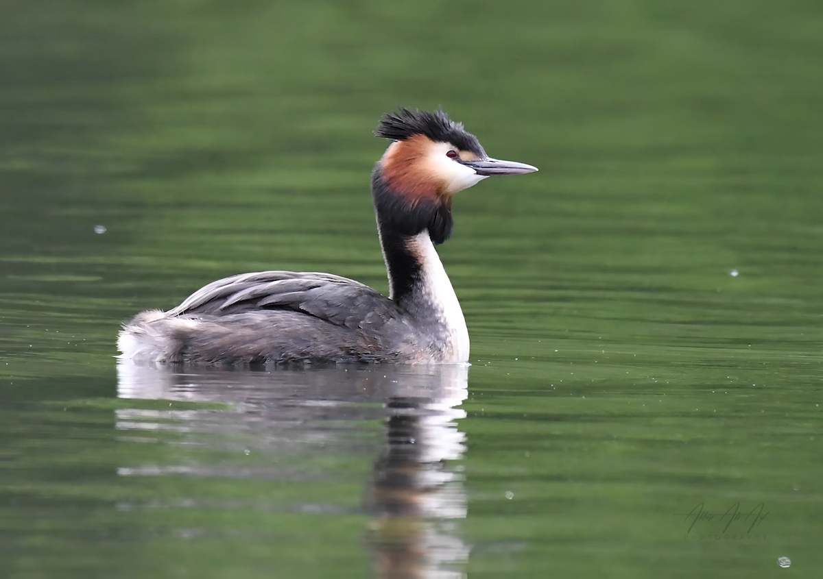 Great Crested Grebe - ML618200505