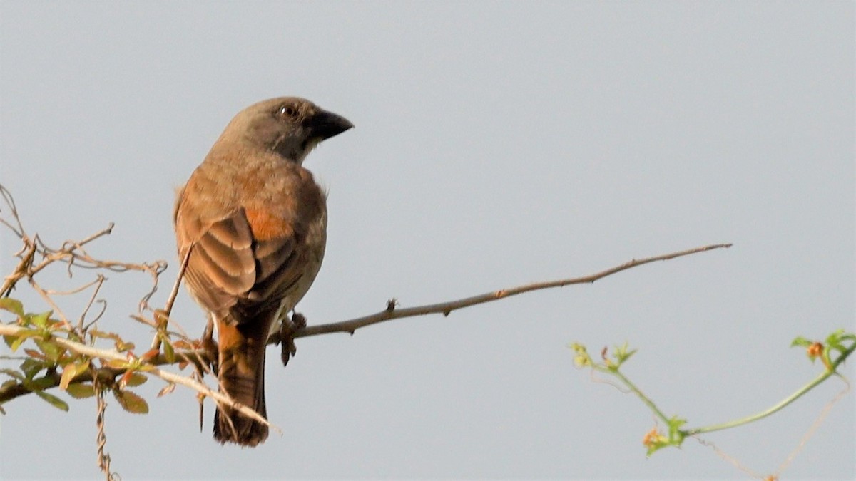 Parrot-billed Sparrow - ML618200537