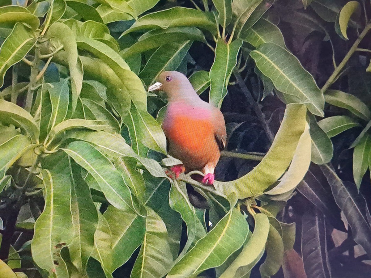 Orange-breasted Green-Pigeon - garcia de los rios loshuertos