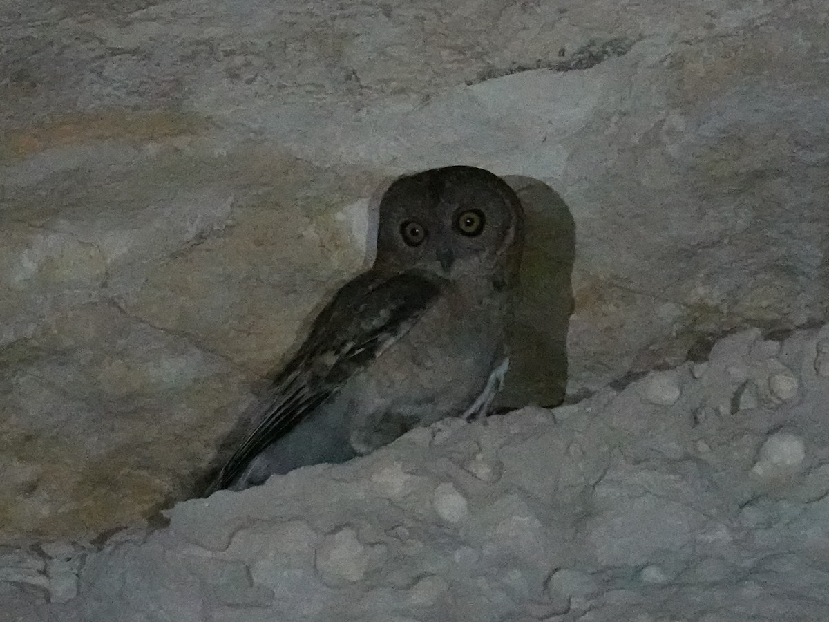 Desert Owl - ML618200606