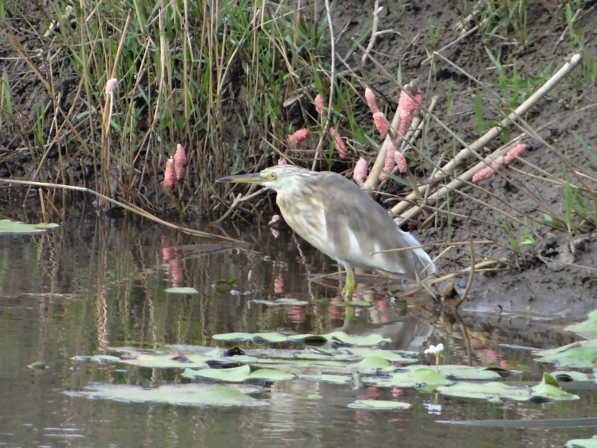Javan Pond-Heron - ML618200624