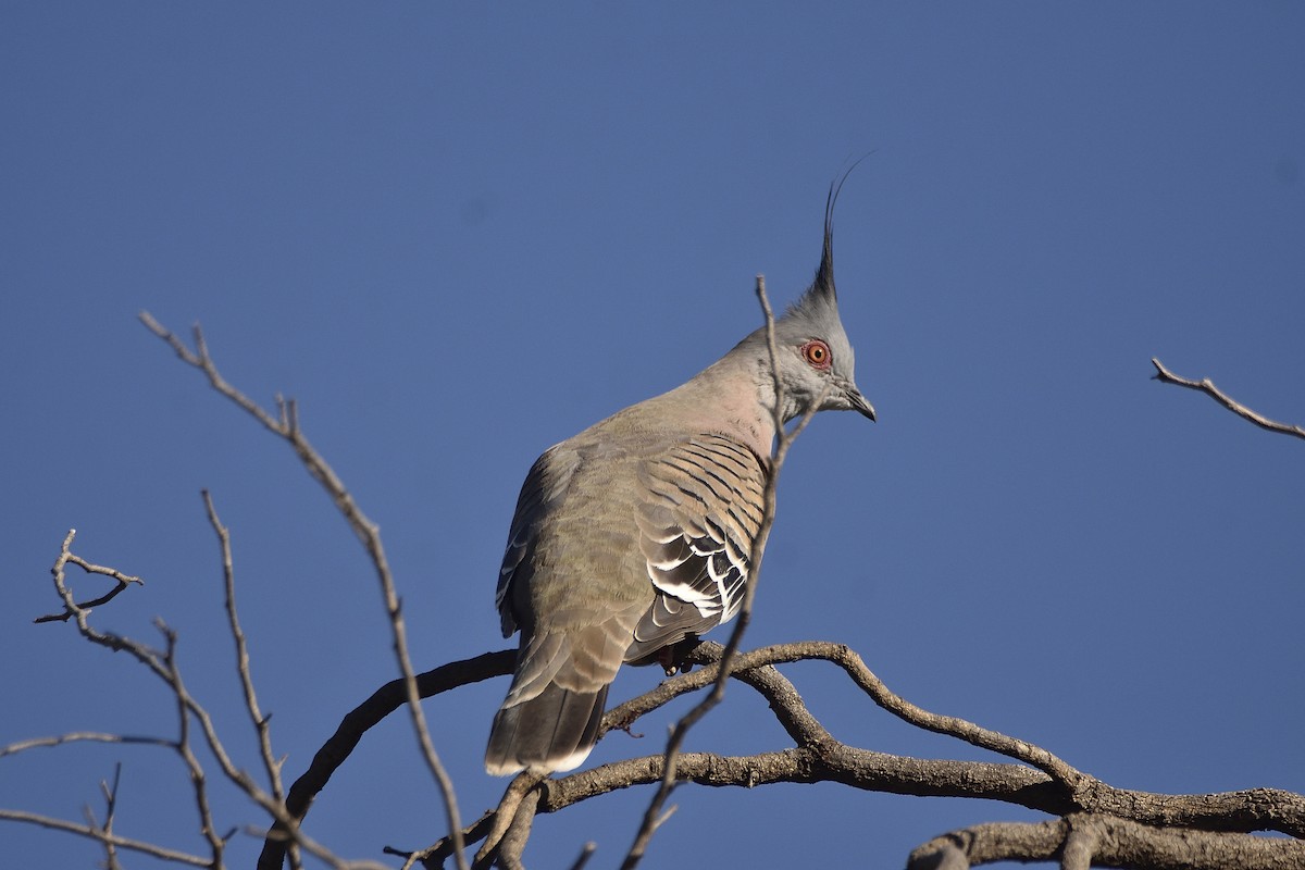 Crested Pigeon - ML618200627