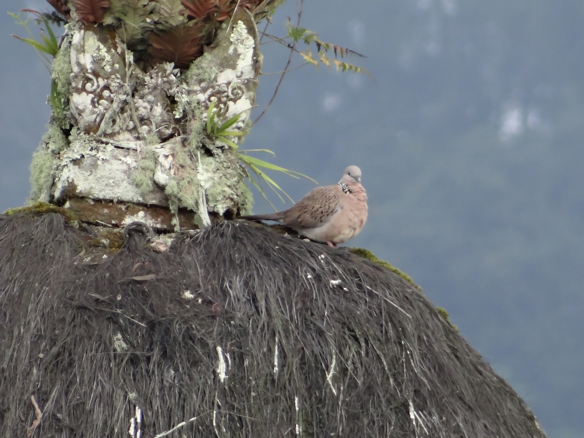 Spotted Dove - ML618200628