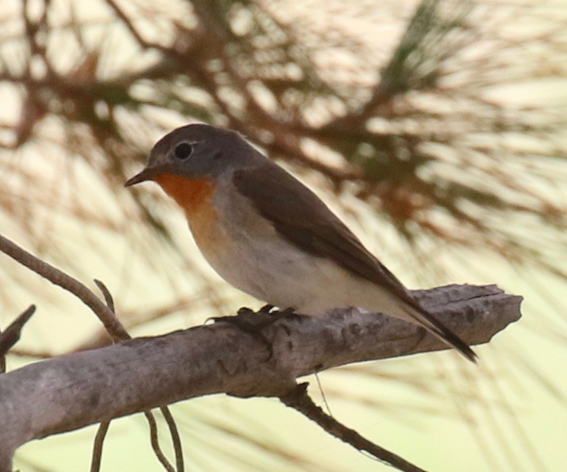 Red-breasted Flycatcher - ML618200636