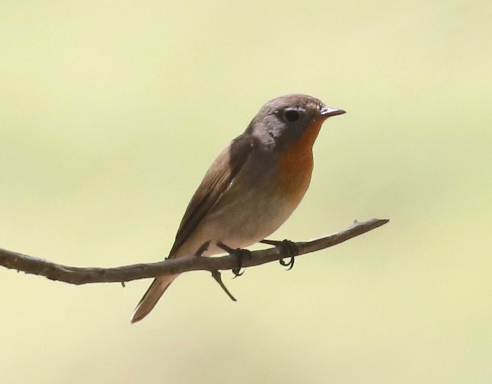 Red-breasted Flycatcher - ML618200637