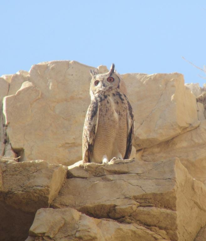Pharaoh Eagle-Owl - ML618200659