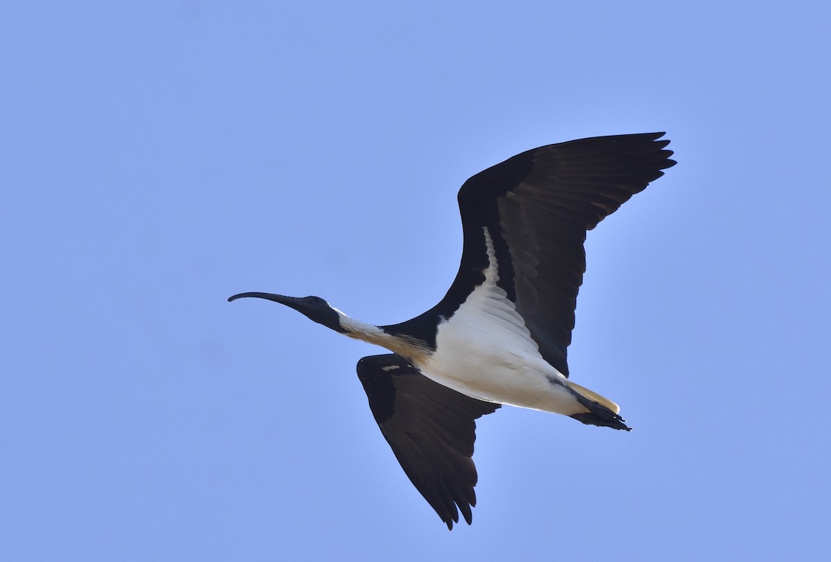 ibis slámokrký - ML618200662