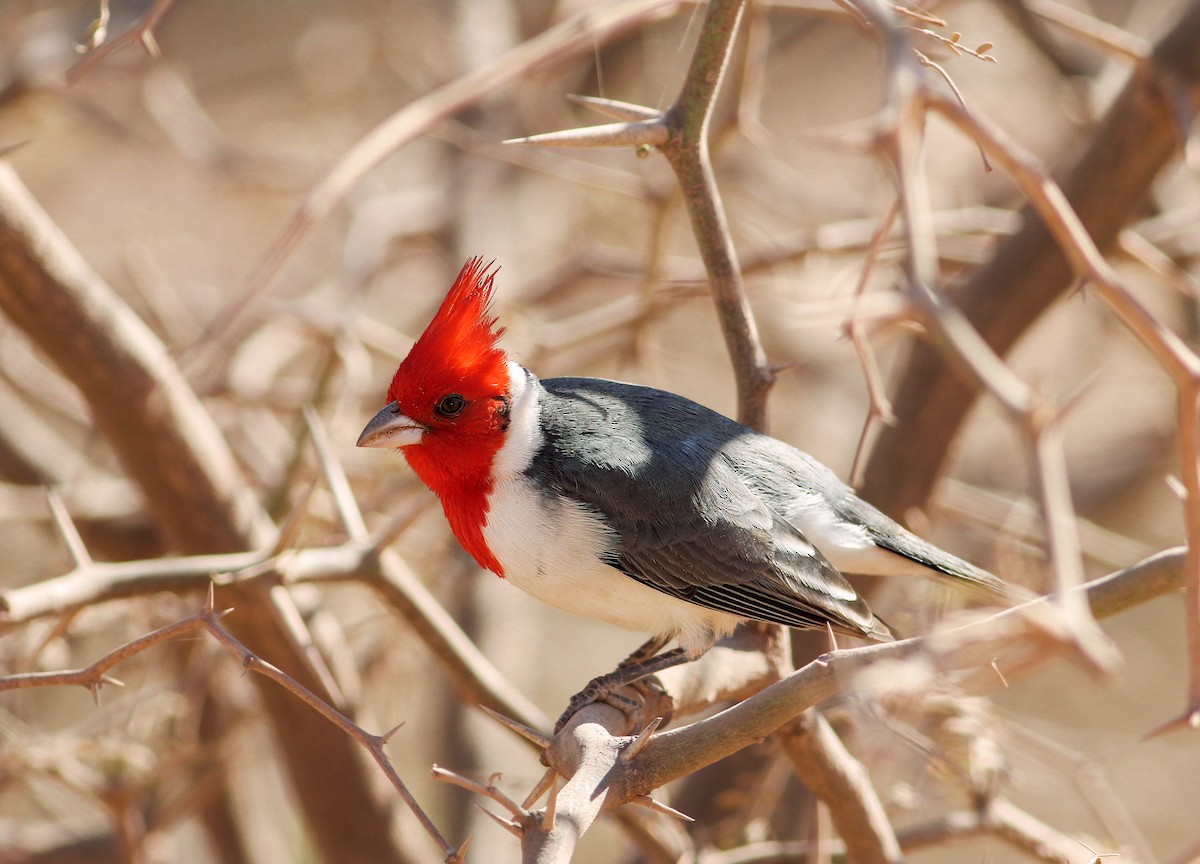 Red-crested Cardinal - ML618200666