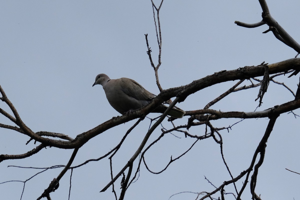 Eurasian Collared-Dove - ML618200674