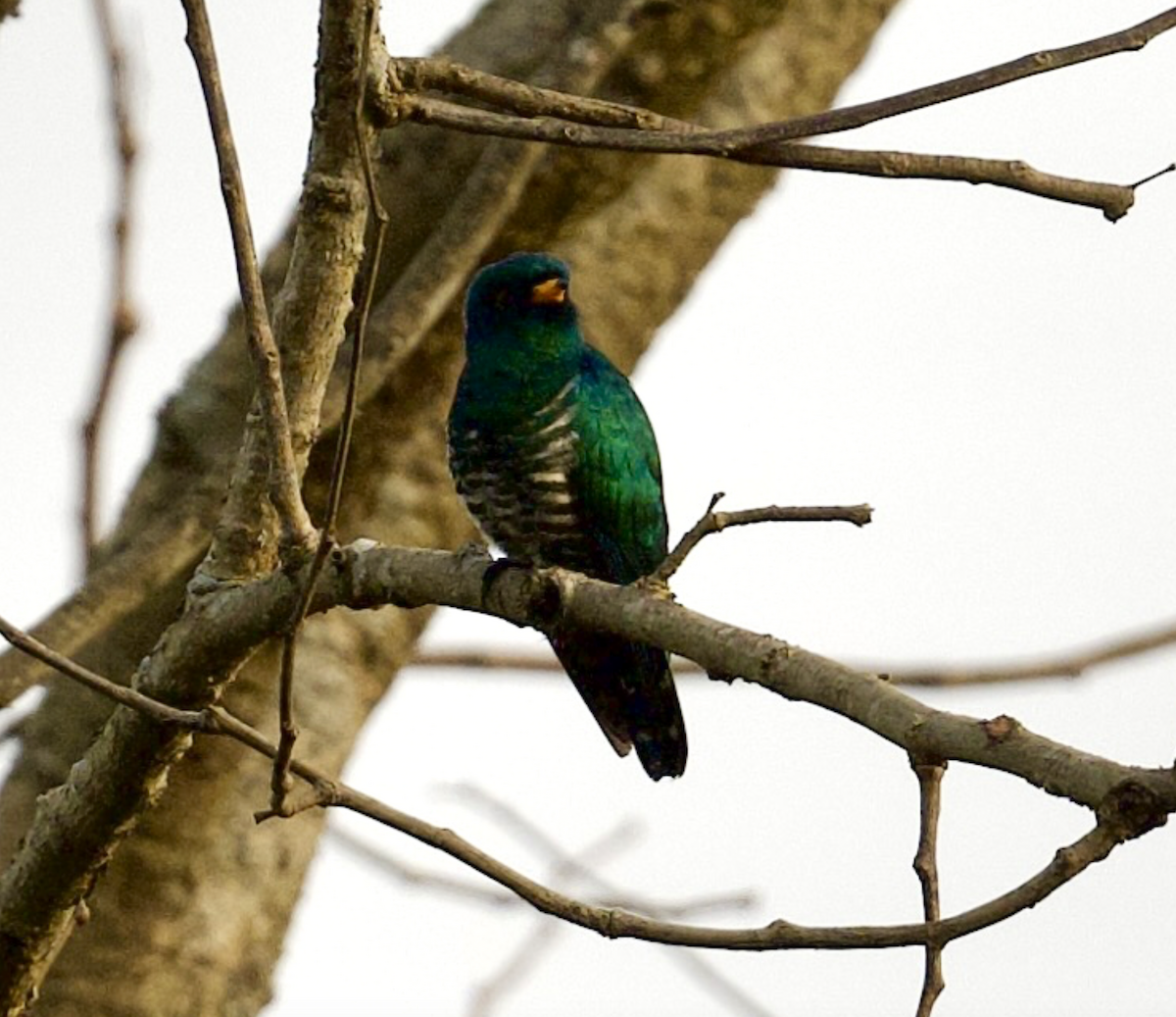Asian Emerald Cuckoo - ML618200683