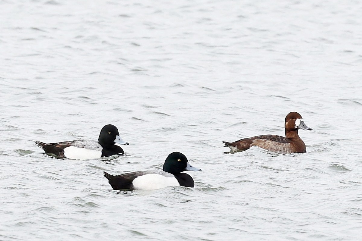 Greater Scaup - Chih-Wei(David) Lin