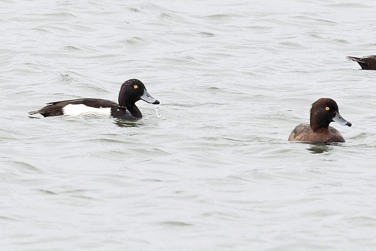 Tufted Duck - ML618200685