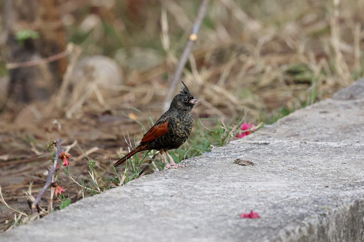 Crested Bunting - ML618200743