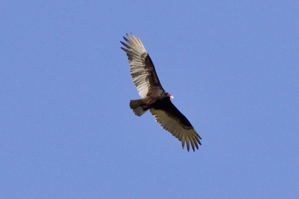 Turkey Vulture - ML618200764